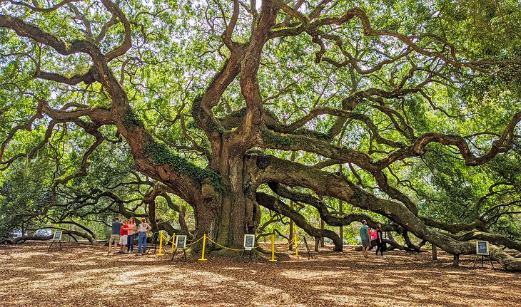 Angel Oak