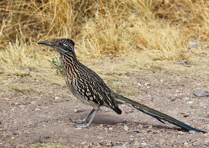 A roadrunner in West Texas