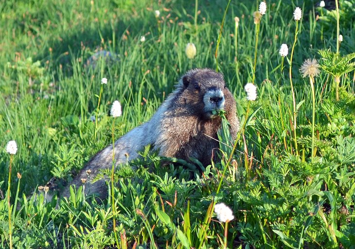 Una guía para visitantes del paraíso en el Parque Nacional Monte Rainier