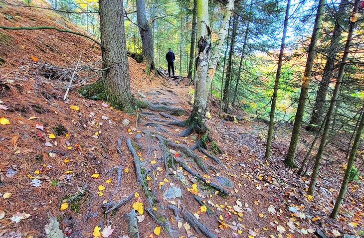 Tree roots on the Cranberry Bog trail