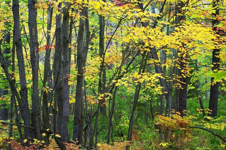 Trees along the George Island hiking trail