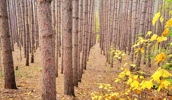 Row of pines near marker #3 