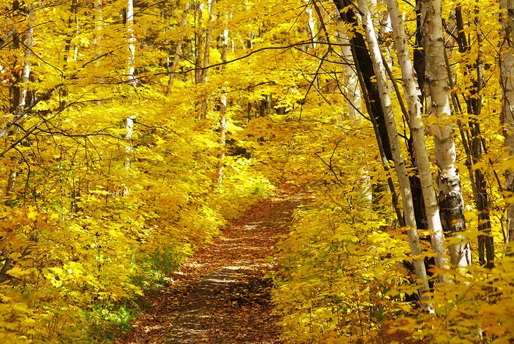 The Crack hiking trail through the trees