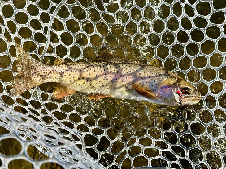 A cutthroat trout in a net