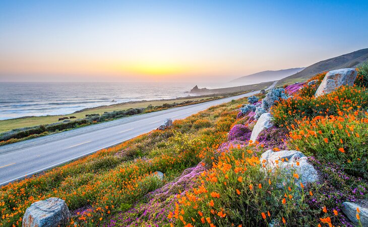 Wildflowers along the road in Big Sur 