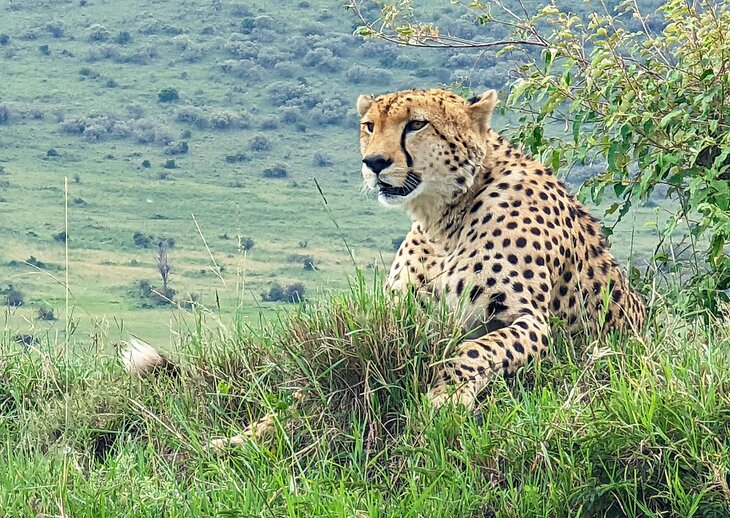 A cheetah in Masai Mara