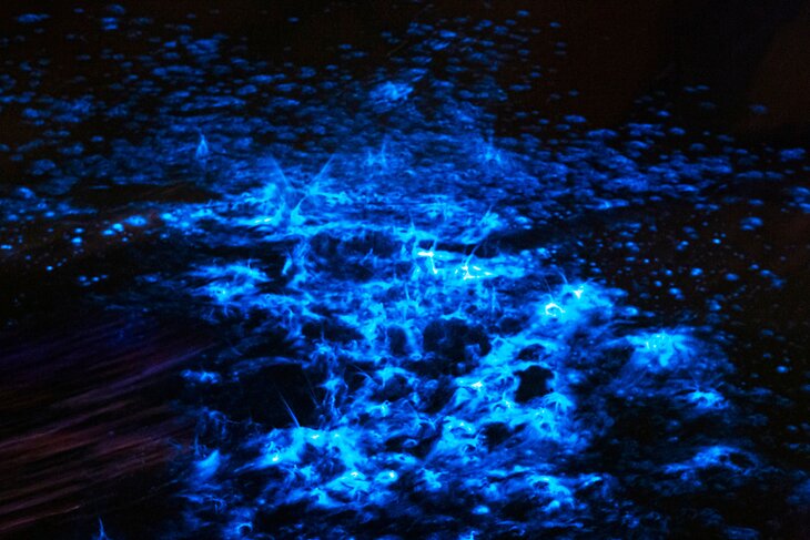 Bioluminescence at night