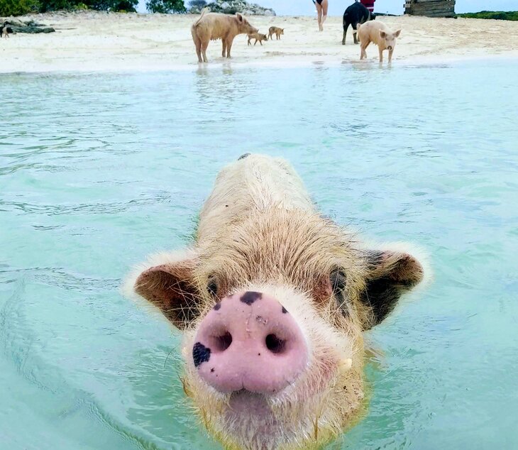 Staniel Cay's swimming pigs