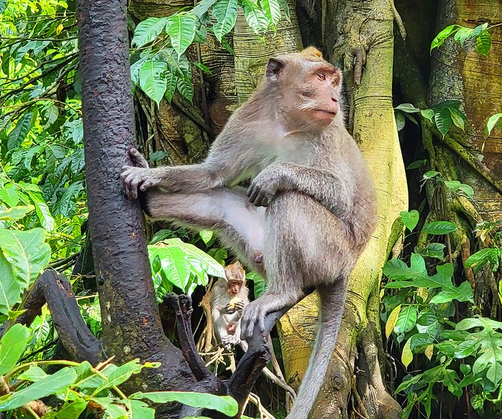 Monkey Forest in Ubud, Bali