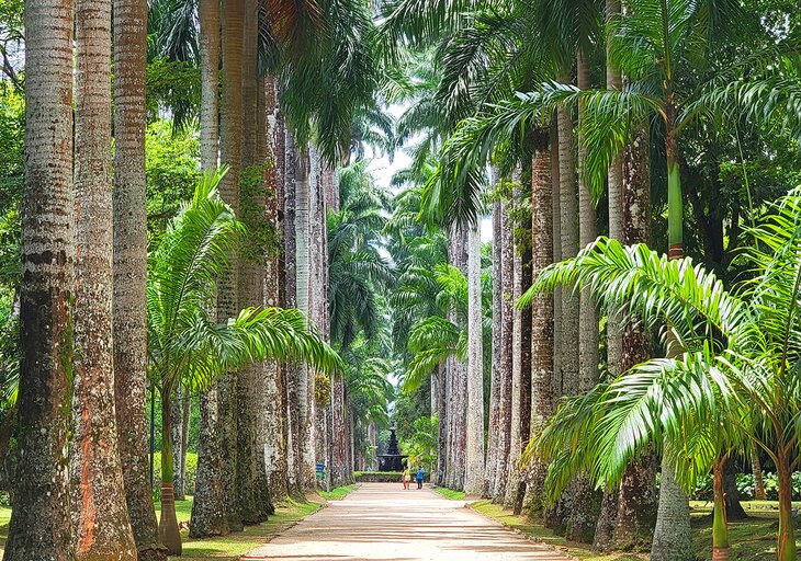 Palms lining a walkway in the Jardim Botânico