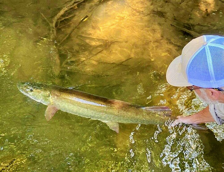 Guide Stratton Hunter releasing a muskie in the French Broad River