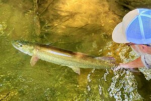 Muskie Fishing on the French Broad River