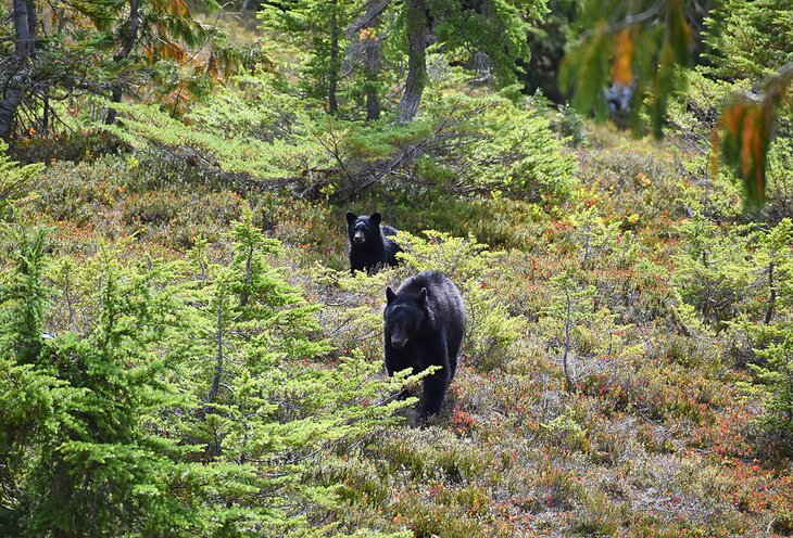 Black bears in Olympic National Park