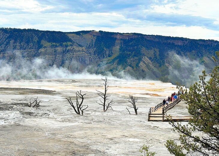 Canary Springs, Mammoth Hot Springs