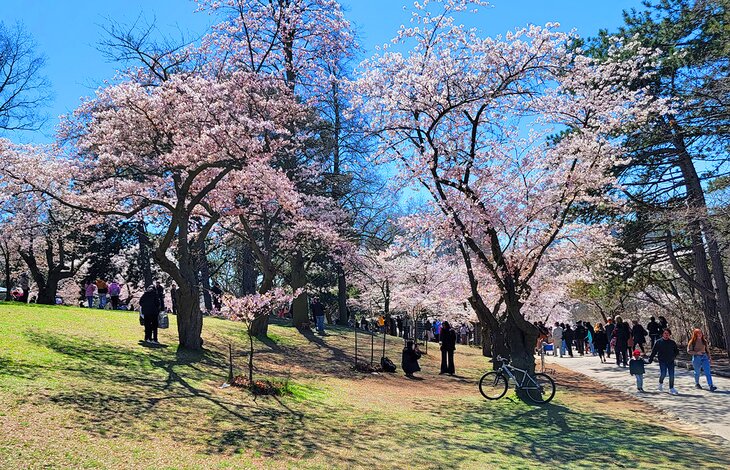 Cherry trees blooming in High Park in late April