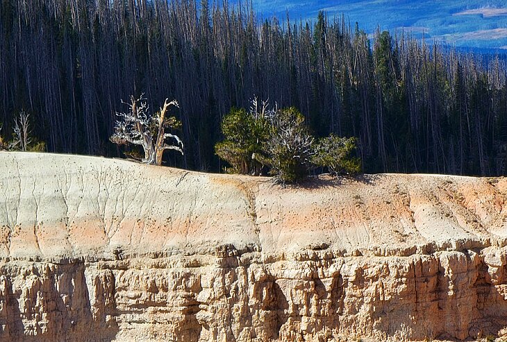 Ancient bristlecone pines on the Spectra Point trail in Cedar Breaks National Monument
