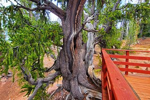 Searching for Ancient Bristlecone Pines in Utah